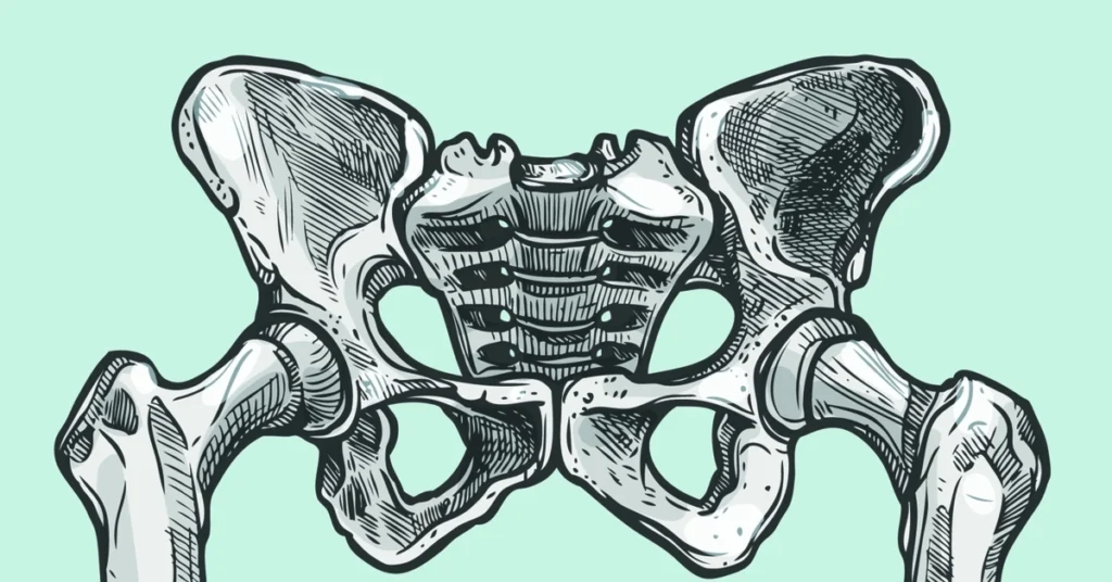 Rysunek stawów krzyżowo-biodrowych