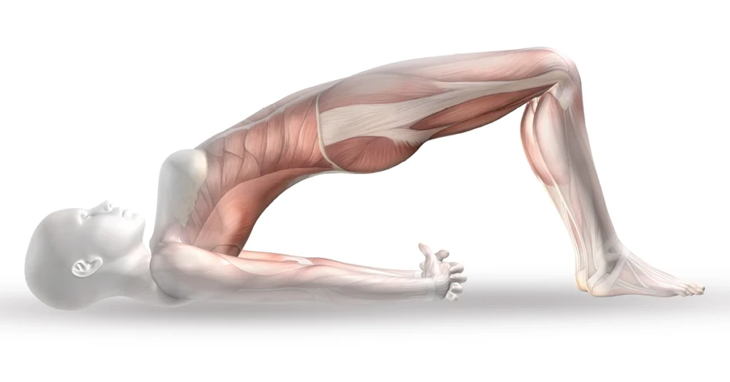 Model ciała ludzkiego z zaznaczonymi mięśniami