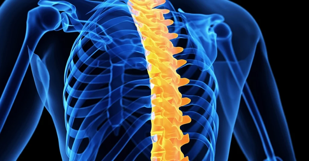 Model kostny klatki piersiowej i kręgosłupa