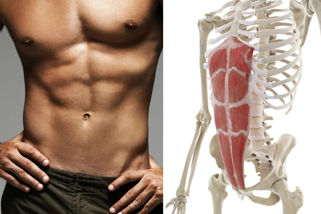 Mięsień prosty brzucha ukazany na zdjęciu i anatomicznie