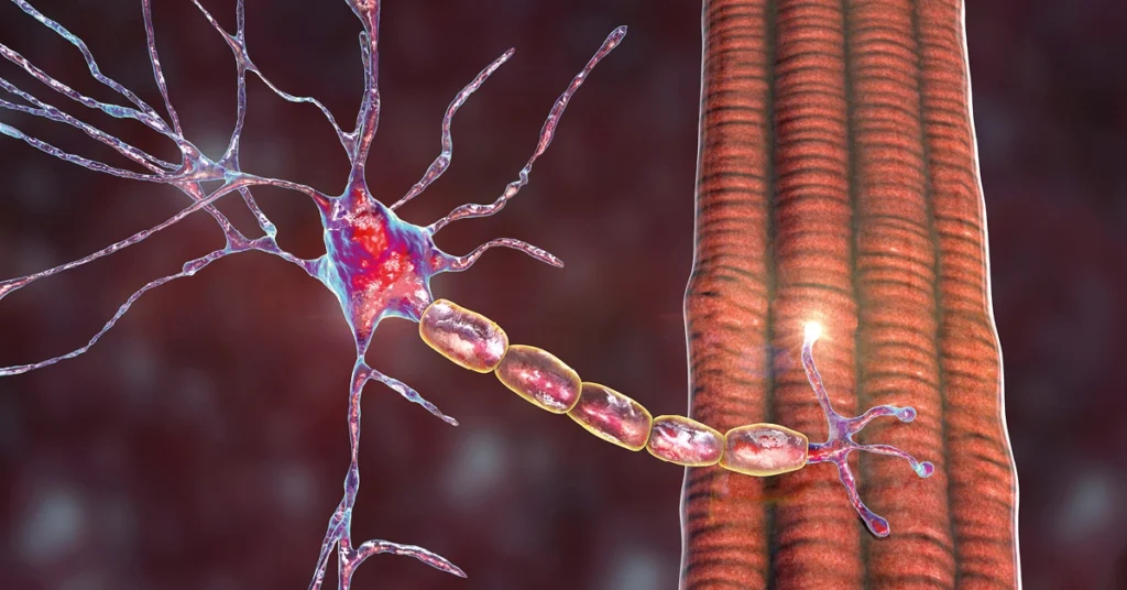 Schemat jednostki motorycznej w układzie nerwowo-mięśniowym